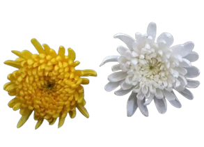 绿韵花田-清明菊花运输配送服务