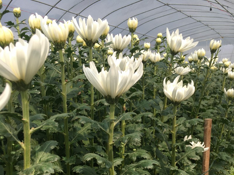 清明节鲜切白菊