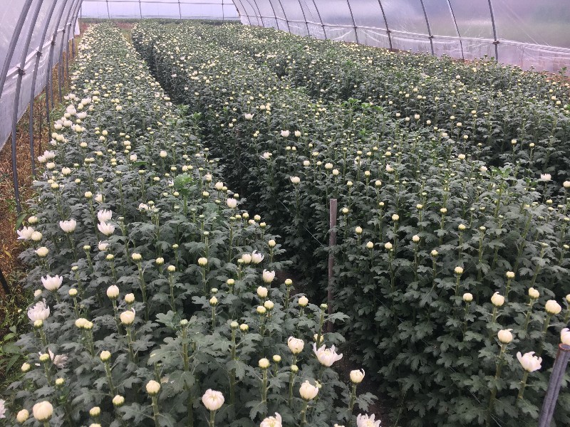 清明白菊种植基地