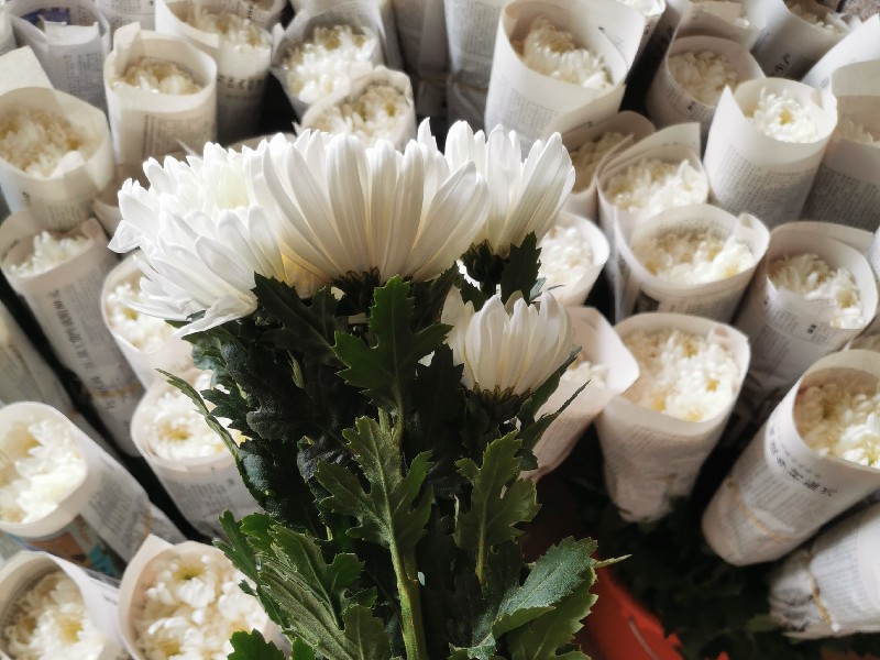 清明节黄白菊扫墓鲜花