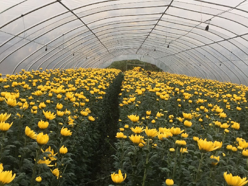 基地花海迷人 - 扫墓祭祀菊花批发