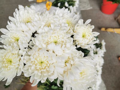 清明菊花：跨越时空的生命对话？ - 清明菊花批发行业资讯