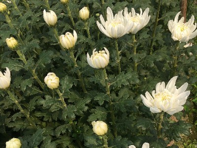 菊花以一曲生命的诗篇谱写清明 - 清明菊花批发行业资讯