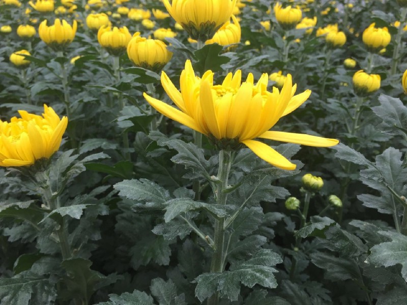 清明鲜菊花批发 - 绿韵花田清明菊花批发