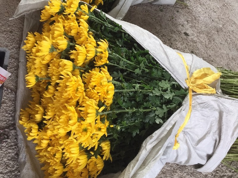 哪里有批发清明菊花？ - 绿韵花田清明菊花批发