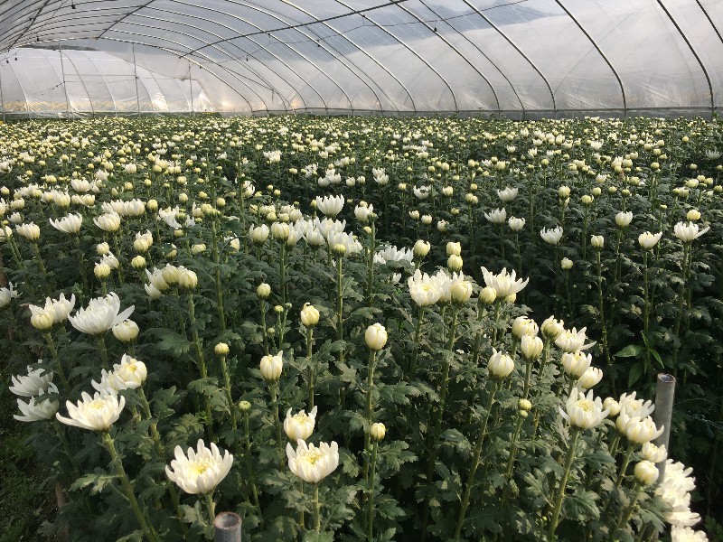 清明菊花种植基地 - 绿韵花田清明菊花批发