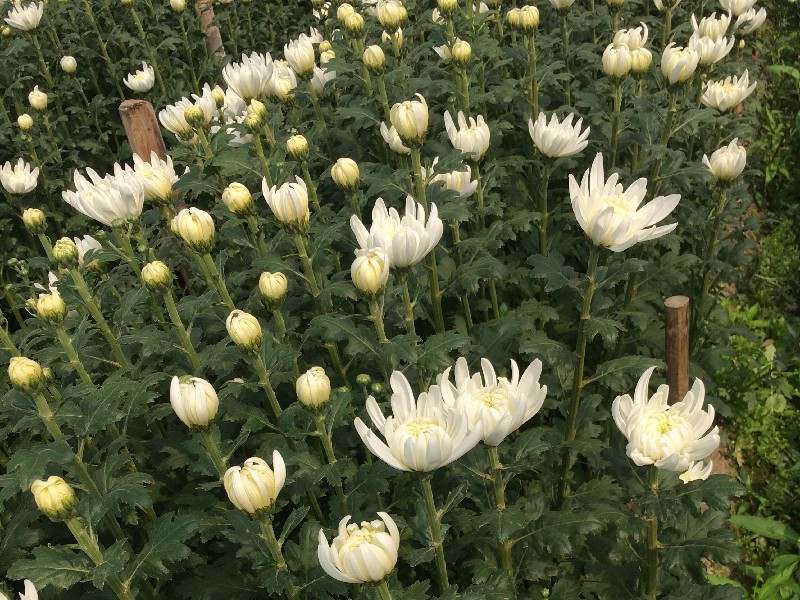 清明祭祀用菊花 - 绿韵花田清明菊花批发