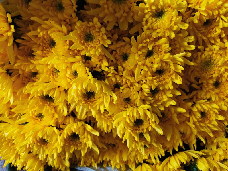 清明扫墓菊花 - 绿韵花田清明菊花批发