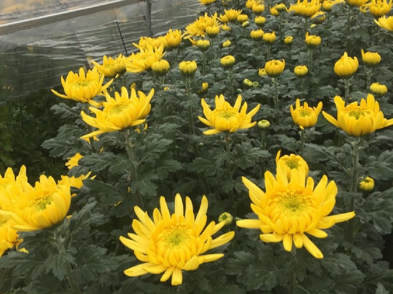 清明菊花批发 - 绿韵花田清明菊花批发