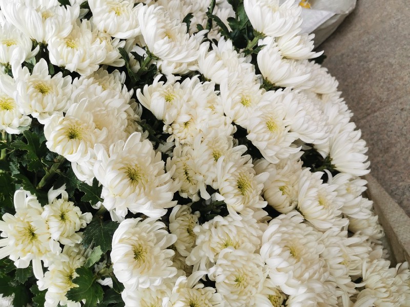 清明节菊花 - 绿韵花田清明菊花批发