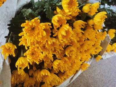 清明祭祀用菊花的由来：一段鲜为人知的历史故事​ - 清明菊花批发行业资讯