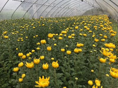 清明祭祀菊花鲜切花 大棚种植 产地直供 量大价优