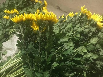 清明祭扫,以念为炬,以敬为行