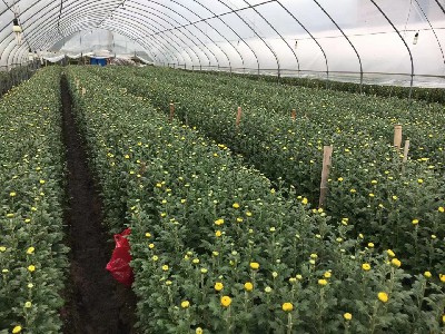 花韵传情,花语寄心---谈每一朵花藏着的专属絮语